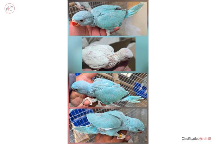 123 ringneck  Puerto Rico