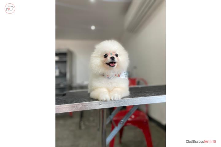 Pomeranian Blanco Macho línea coreana  Puerto Rico