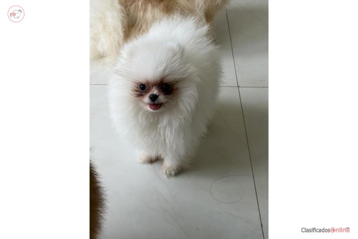 Pomeranian Hembra Línea coreana   Puerto Rico