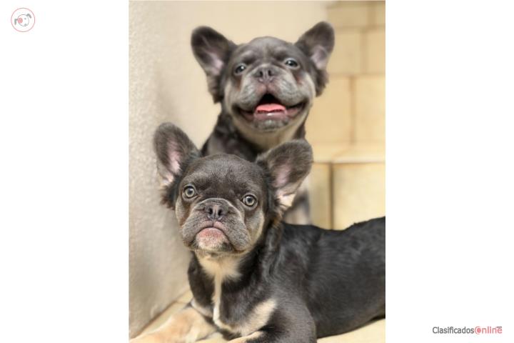 French bulldog Fluffy  Puerto Rico