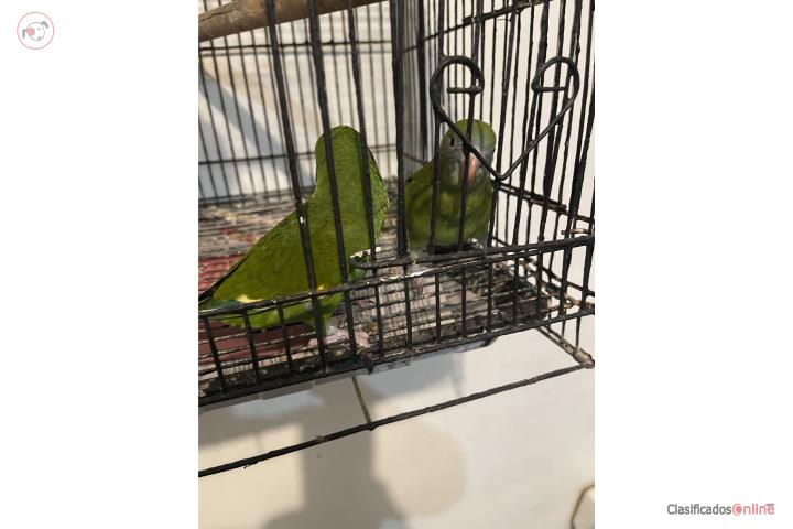Pareja de Canary Wing  Puerto Rico