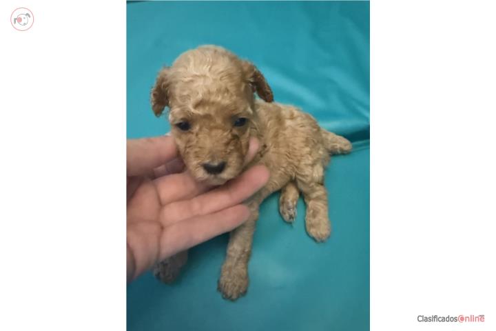 Toy poodle hembra color crema Puerto Rico