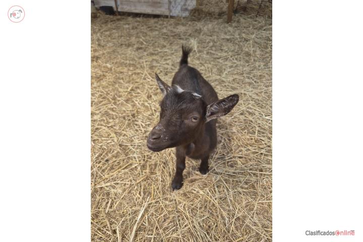 Cabrito enano Puerto Rico