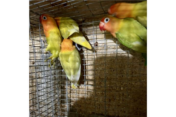 Lovebird anillados Puerto Rico