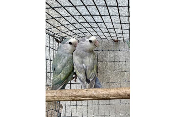 Lovebird silver Puerto Rico
