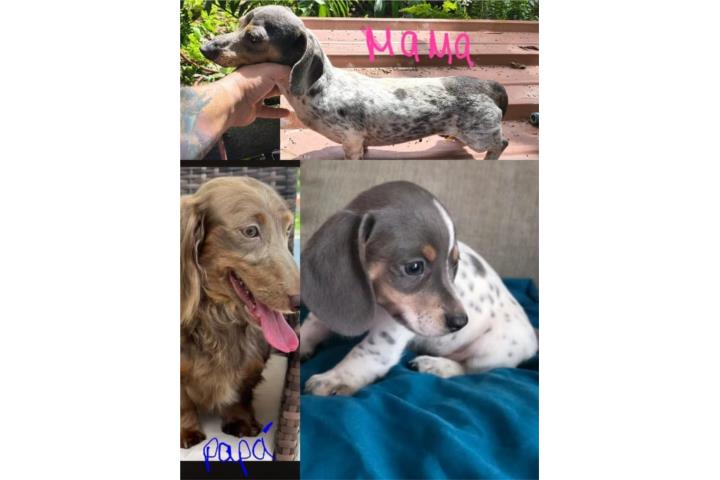 Dachshund Machito piedball  Puerto Rico