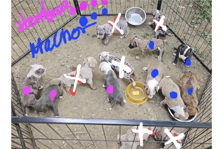 American pitbull y merles black brindle Puerto Rico