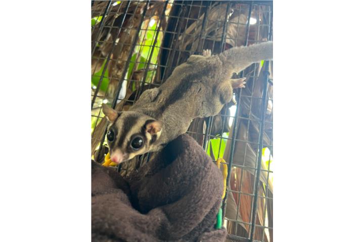 Sugar gliders adulta  Puerto Rico