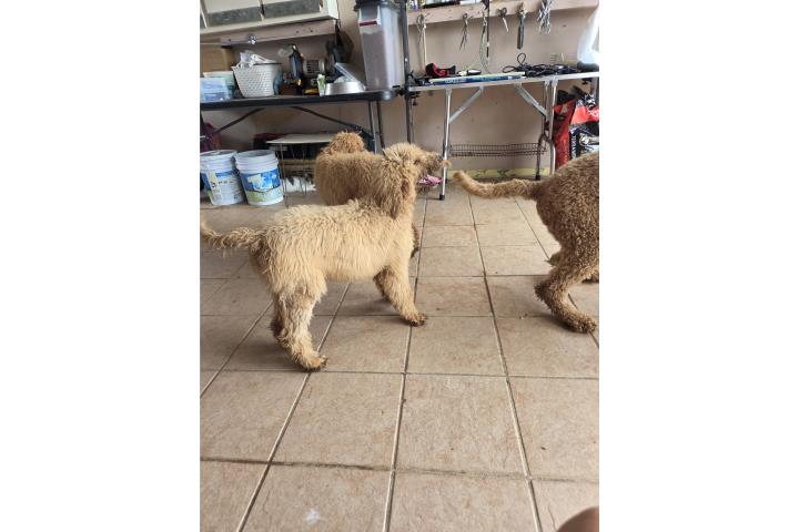 Poodle Puerto Rico