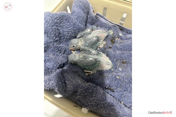 Ringneck Azul Bebe Puerto Rico