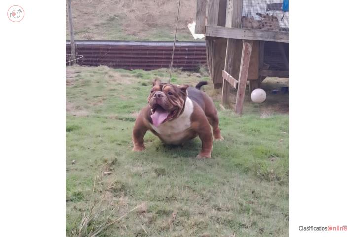 American bully Puerto Rico