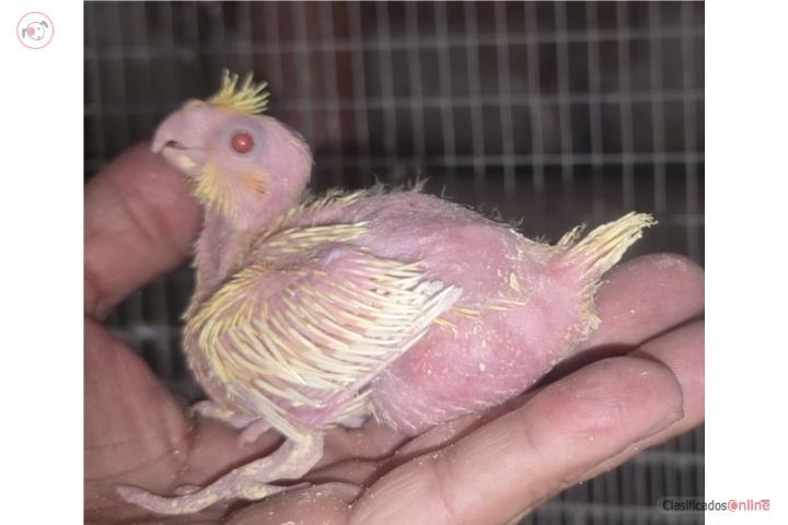 Cockatieles  Puerto Rico