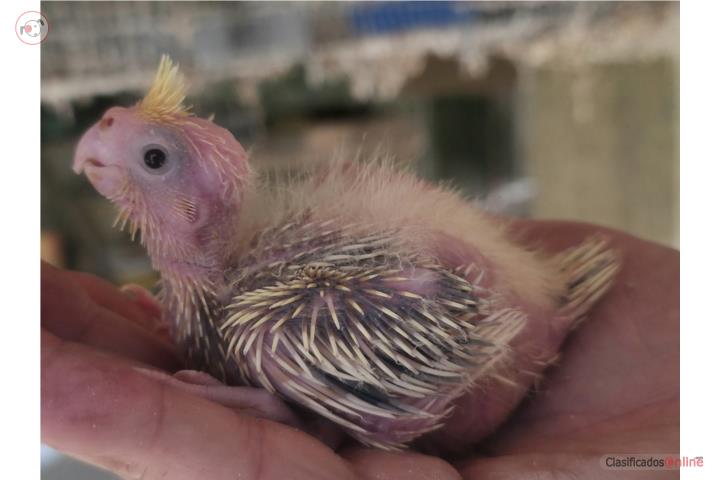 Cockatieles  Puerto Rico