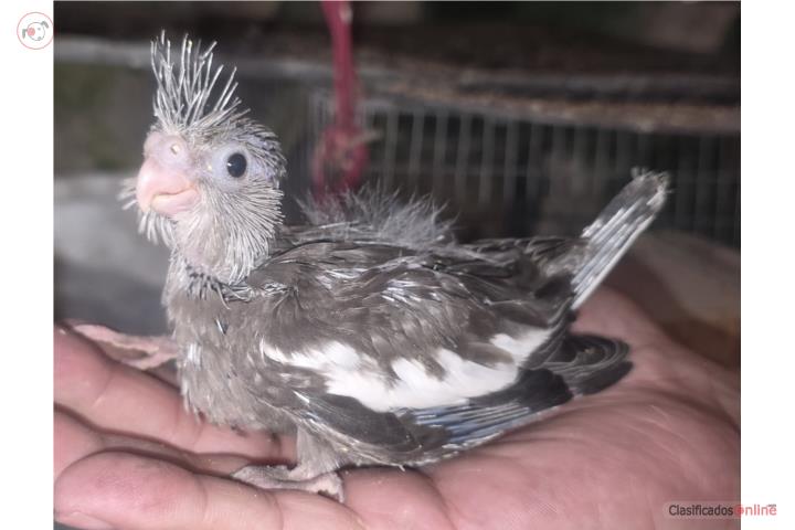 Cockatieles  Puerto Rico