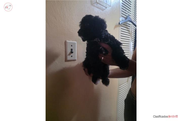 Hermosa Mini Doodle Hembra 2 meses Puerto Rico