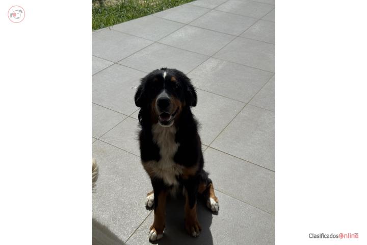 Bernese mountain dog  Puerto Rico