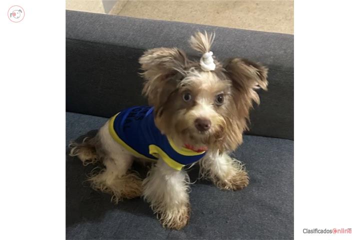 YORKIE MACHO MERLE Puerto Rico