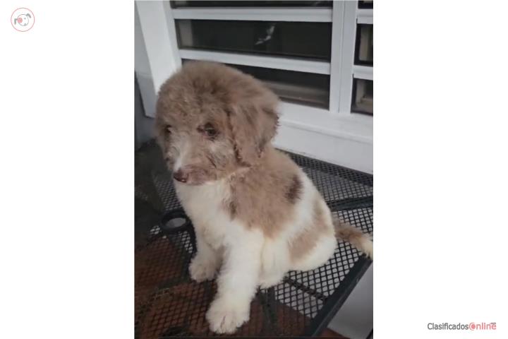 Standar poodle Puerto Rico