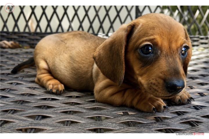 Precioso Salchicha Dachshund  Puerto Rico