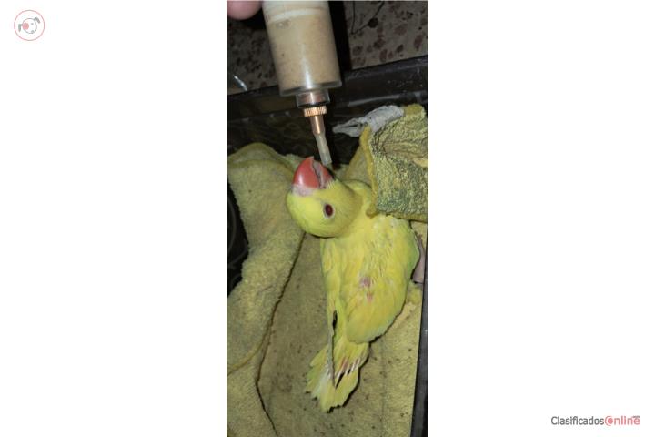 Sv Ringneck amarillo lutino Puerto Rico