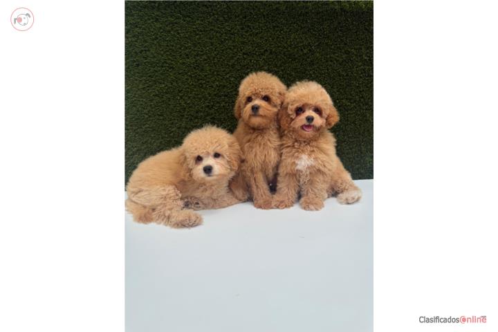 ToyPoodle Apricot 2 Hembras 1 Macho DISP. Puerto Rico