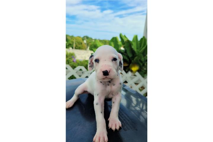 Hermosa Dalmata Puerto Rico