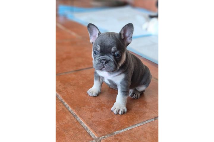 French Bulldog Puerto Rico