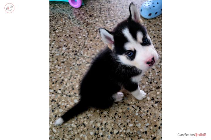 Siberian Husky Puerto Rico
