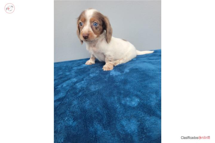 Mini Dachshund/Salchicha Long Hair Nene  Puerto Rico