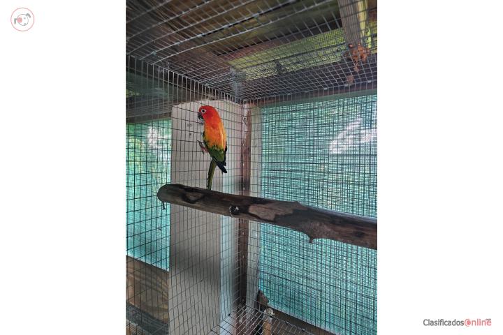 Sunconures  Puerto Rico
