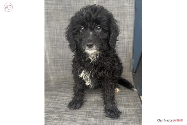 Hembra mini bernedoodle Negrita  Puerto Rico