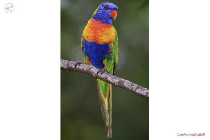 Rainbow Lorikeet  Puerto Rico