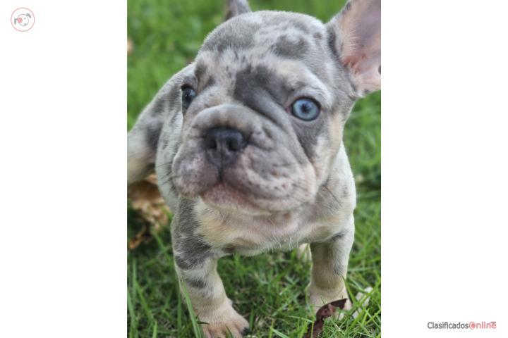Hermosa camada de French Bulldog    Puerto Rico