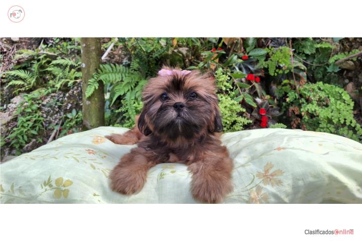 Hermoso ShihTzu  Puerto Rico