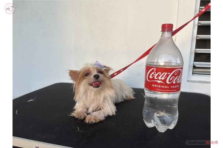 Yorkie (Yorkshire Terrier) hembra adulta  Puerto Rico