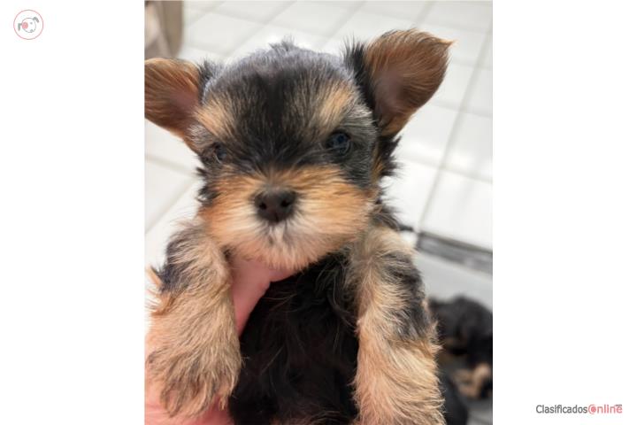 Yorkies nenas Puerto Rico