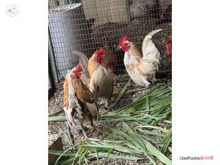 Kiris Chicken Kiris cortos Puerto Rico