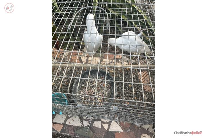 Preciosas ringnecks Blancas Puerto Rico