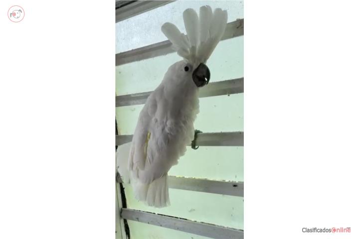 CACATÚA UMBRELLA MACHO DISPONIBLE Puerto Rico