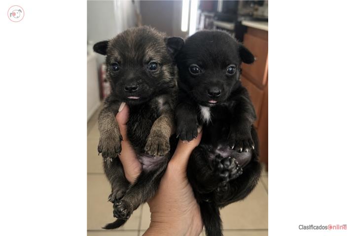 Pomchi Pomeranian con Chihuahua  Puerto Rico
