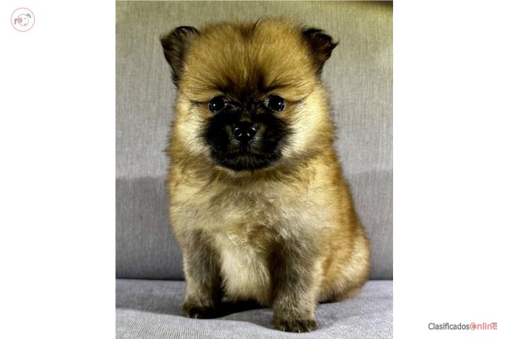 Pomeranian nene  Puerto Rico