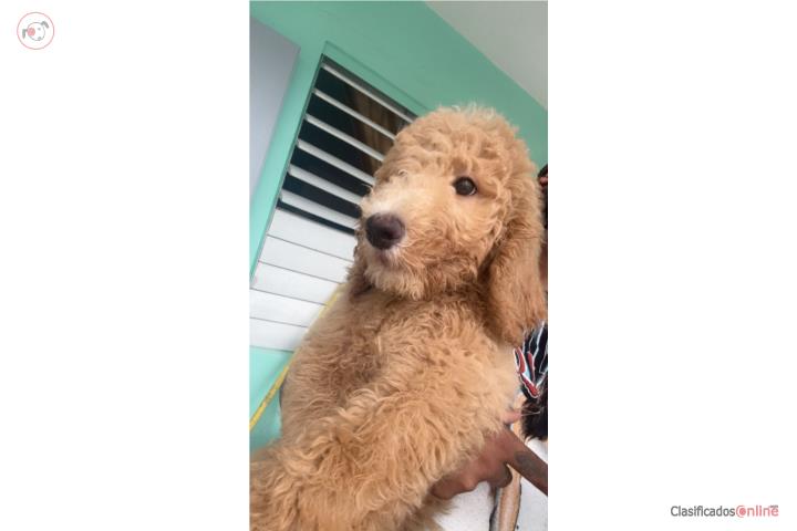 Poodle Standard Macho Puerto Rico