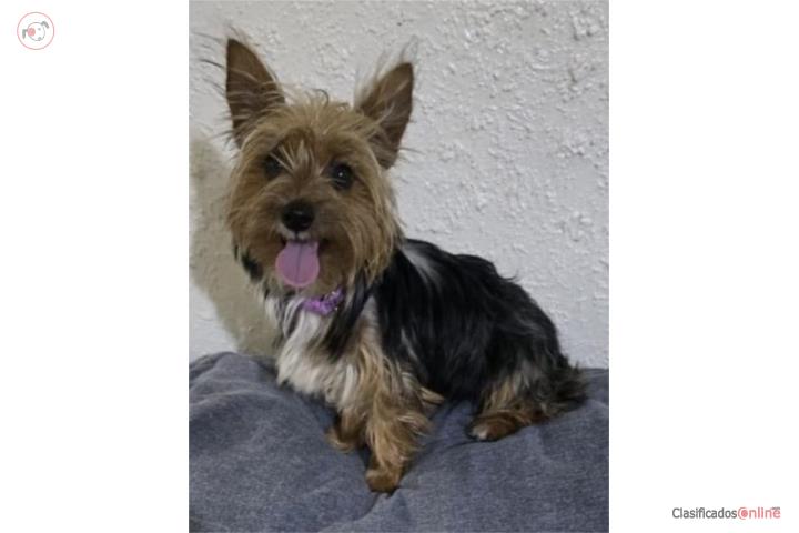 YORKIE TRADICIONAL  Puerto Rico