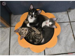 Busco hogar para gatitos Puerto Rico
