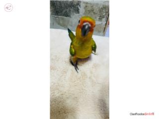 Sorcornure de 3 meses ya come solito es manso Puerto Rico