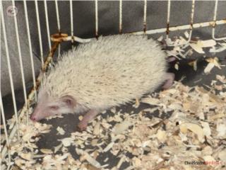 Erizo albino 