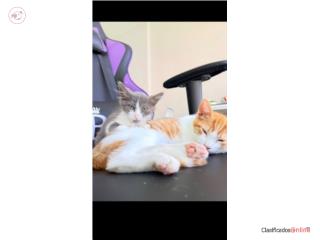 Gatos para Adopción 