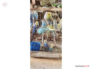 Periquitos diferentes mutaciones  Puerto Rico