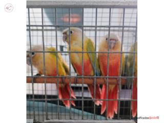 Lote de greencheck  Puerto Rico