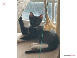 Oreo listo para Adopción  Puerto Rico